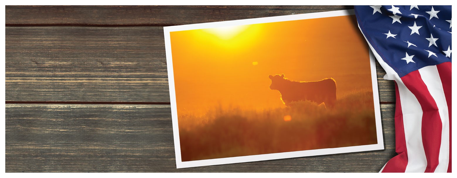 Beef Production and Profitability Tour