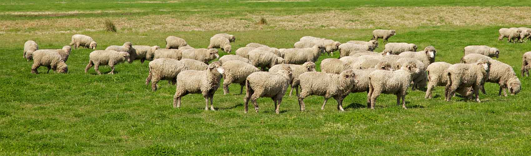 Sheep on a landscape