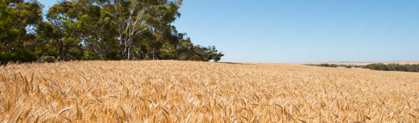 Moora Branch