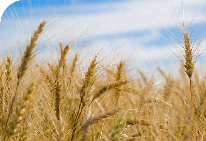 Wheat