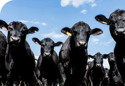 Beef Prices